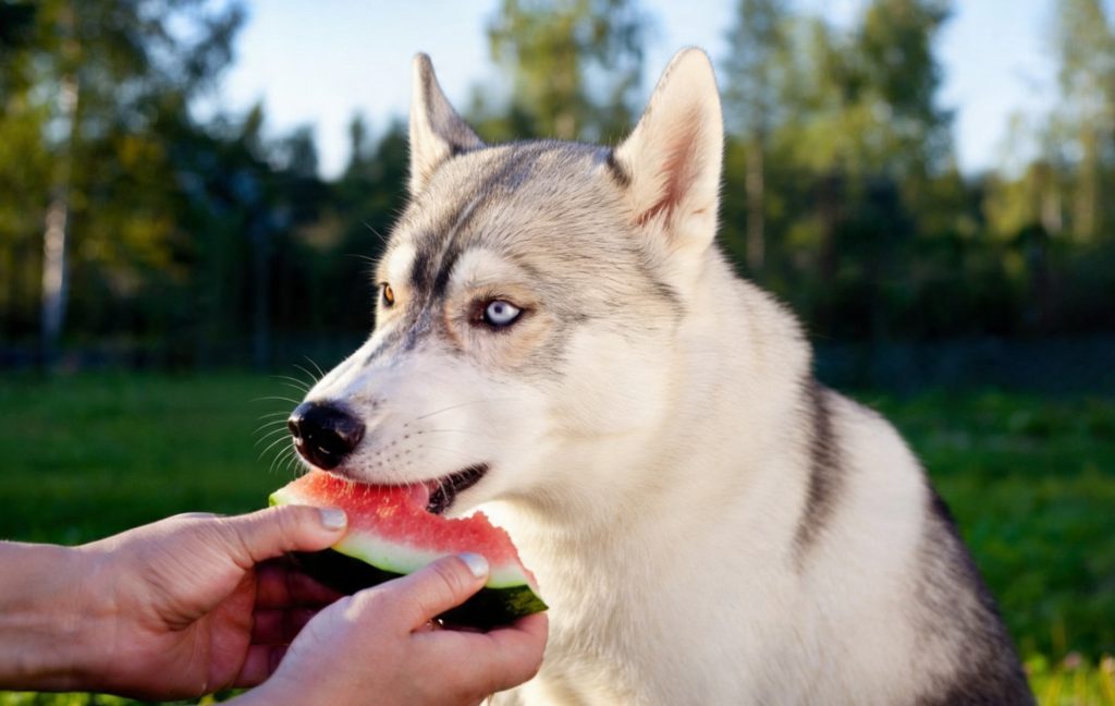 A dog eating watermelon