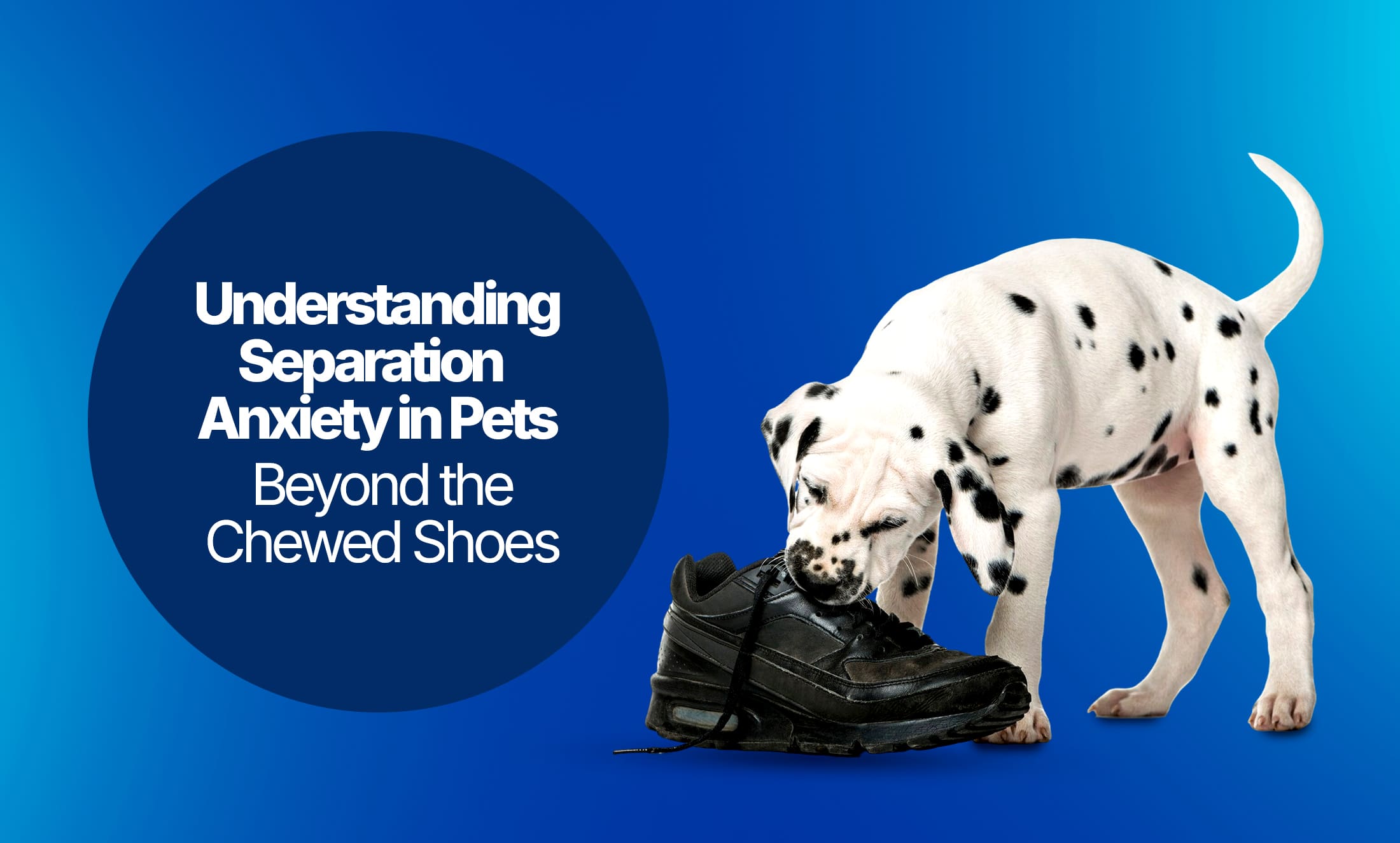 Separation anxiety in pets