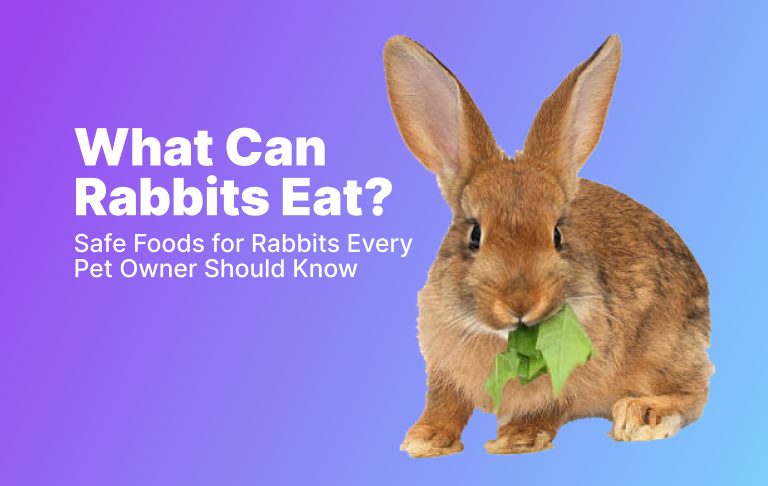 Safe foods for rabbit