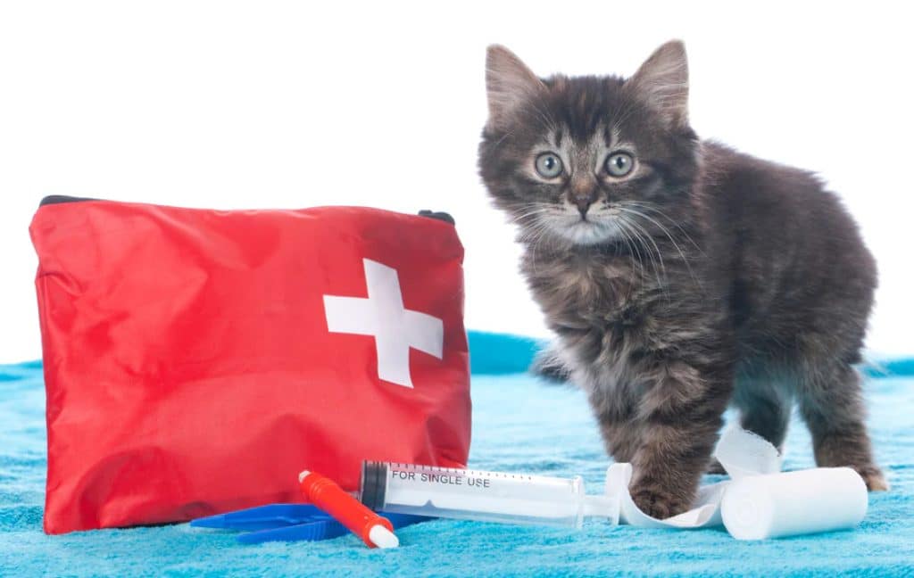 Pet first aid kit items