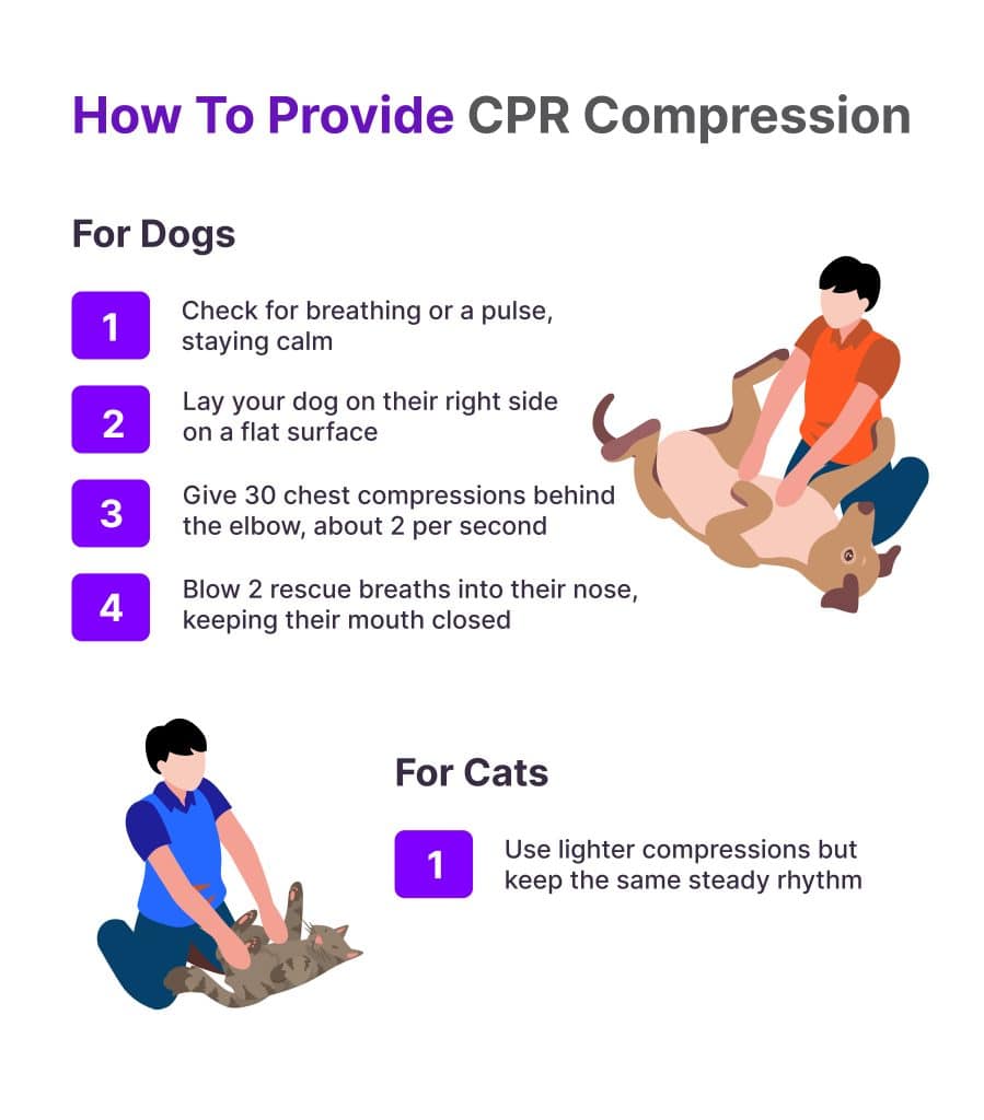 Step by step to performing cpr